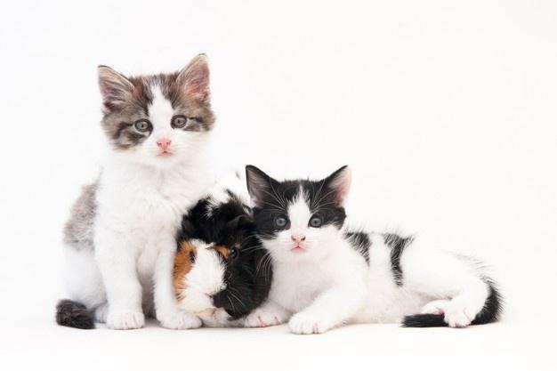 clinica-veterinaria-ruzafa-valencia