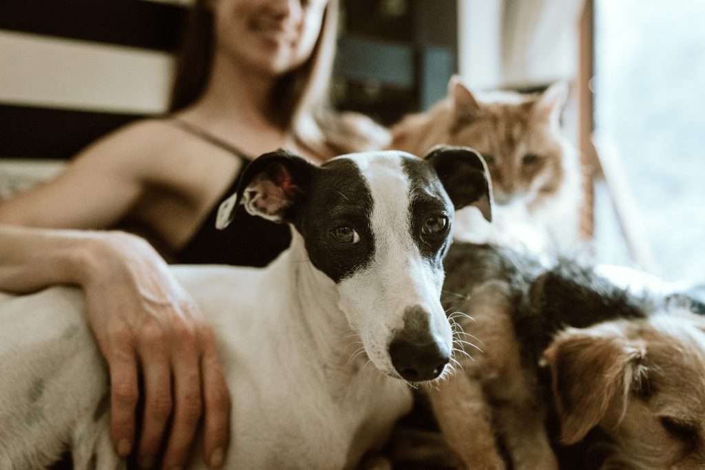 clinica-veterinaria-ruzafa-valencia