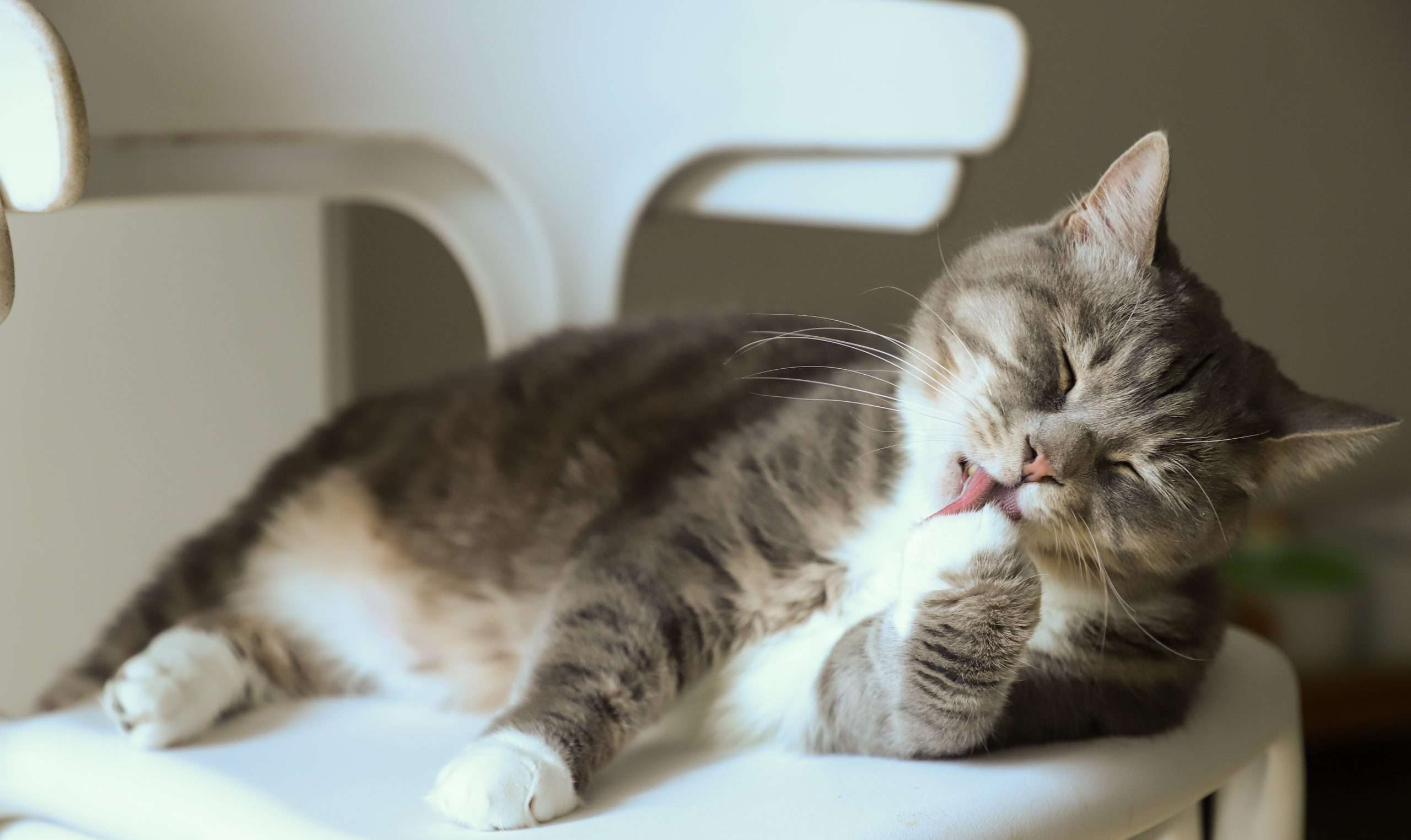 clinica-veterinaria-ruzafa-valencia