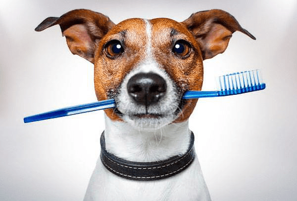 clinica-veterinaria-ruzafa-valencia